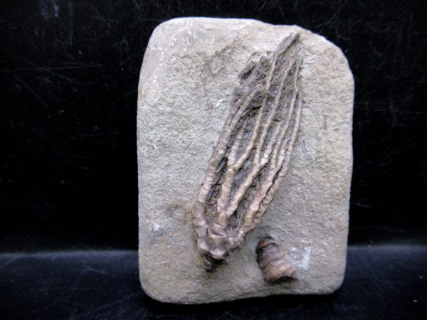 Indiana Mississippian Crawfordsville Crinoid 178 | Fossils for Sale General Mississippian Age Crawfordsville Crinoid Fossils For Sale From Indiana #178