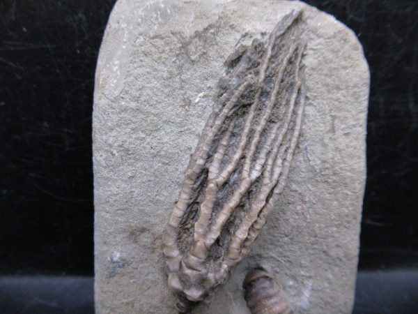 Indiana Mississippian Crawfordsville Crinoid 178a | Fossils for Sale General Mississippian Age Crawfordsville Crinoid Fossils For Sale From Indiana #178a
