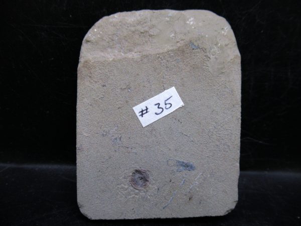 Indiana Mississippian Crawfordsville Crinoid 178c | Fossils for Sale General Mississippian Age Crawfordsville Crinoid Fossils For Sale From Indiana #178c