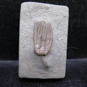 General Mississippian Age Crawfordsville Crinoid Fossils For Sale From Indiana #179