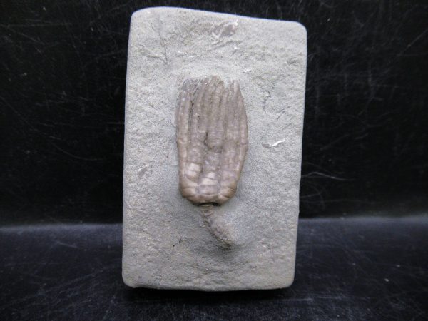 Indiana Mississippian Crawfordsville Crinoid 179 | Fossils for Sale General Mississippian Age Crawfordsville Crinoid Fossils For Sale From Indiana #179