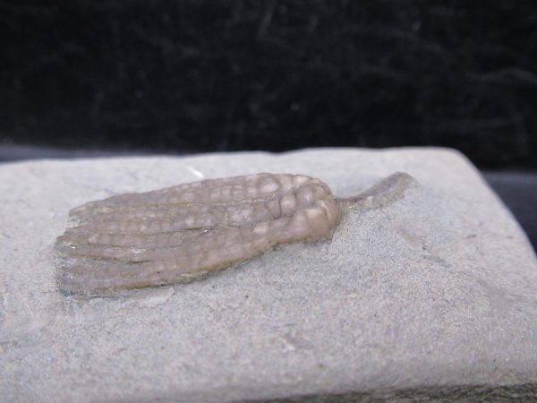 Indiana Mississippian Crawfordsville Crinoid 179b | Fossils for Sale General Mississippian Age Crawfordsville Crinoid Fossils For Sale From Indiana #179b