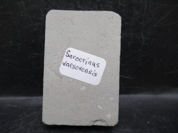 Indiana Mississippian Crawfordsville Crinoid 179c | Fossils for Sale General Mississippian Age Crawfordsville Crinoid Fossils For Sale From Indiana #179c