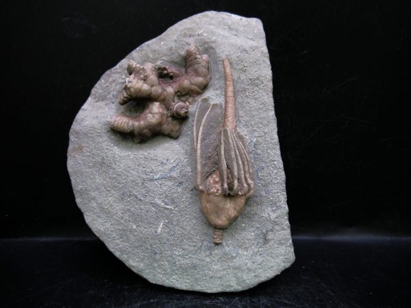 Indiana Mississippian Crawfordsville Crinoid 180 | Fossils for Sale General Mississippian Age Crawfordsville Crinoid Fossils For Sale From Indiana #180