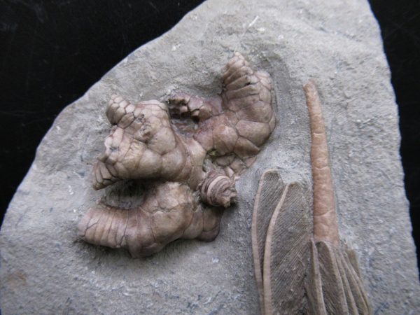Indiana Mississippian Crawfordsville Crinoid 180b | Fossils for Sale General Mississippian Age Crawfordsville Crinoid Fossils For Sale From Indiana #180b