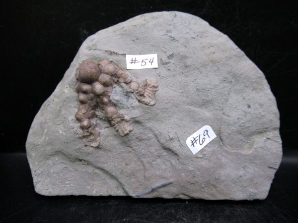 Indiana Mississippian Crawfordsville Crinoid 180d | Fossils for Sale General Mississippian Age Crawfordsville Crinoid Fossils For Sale From Indiana #180d