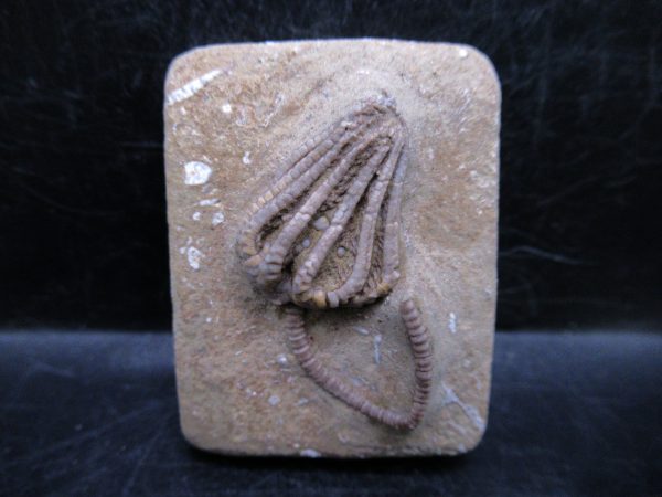 Indiana Mississippian Crawfordsville Crinoid 181 | Fossils for Sale General Mississippian Age Crawfordsville Crinoid Fossils For Sale From Indiana #181