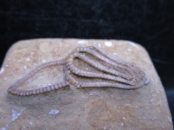 Indiana Mississippian Crawfordsville Crinoid 181b | Fossils for Sale General Mississippian Age Crawfordsville Crinoid Fossils For Sale From Indiana #181b