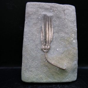 General Mississippian Age Crawfordsville Crinoid Fossils For Sale From Indiana #182