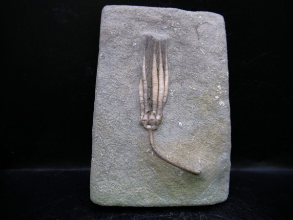 Indiana Mississippian Crawfordsville Crinoid 182 | Fossils for Sale General Mississippian Age Crawfordsville Crinoid Fossils For Sale From Indiana #182