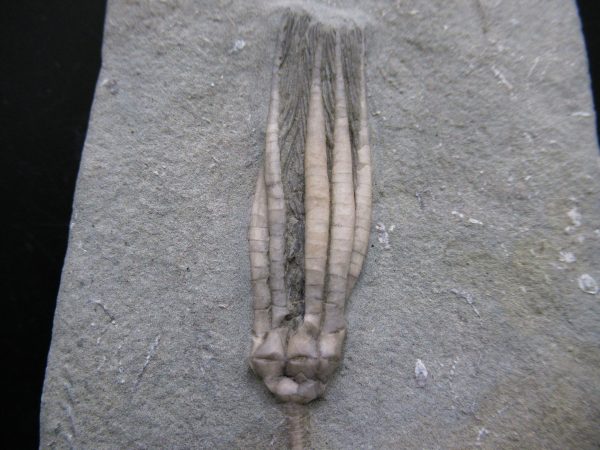 Indiana Mississippian Crawfordsville Crinoid 182a | Fossils for Sale General Mississippian Age Crawfordsville Crinoid Fossils For Sale From Indiana #182a