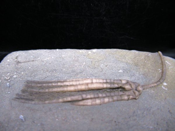 Indiana Mississippian Crawfordsville Crinoid 182b | Fossils for Sale General Mississippian Age Crawfordsville Crinoid Fossils For Sale From Indiana #182b
