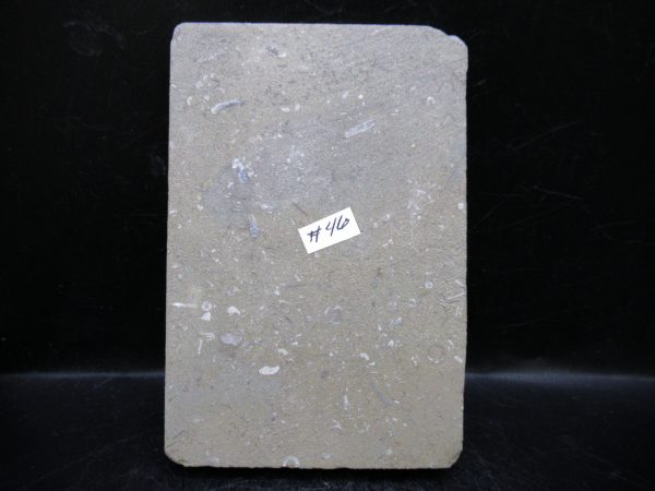 Indiana Mississippian Crawfordsville Crinoid 182c | Fossils for Sale General Mississippian Age Crawfordsville Crinoid Fossils For Sale From Indiana #182c