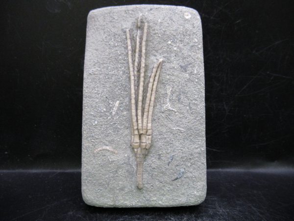 Indiana Mississippian Crawfordsville Crinoid 183 | Fossils for Sale General Mississippian Age Crawfordsville Crinoid Fossils For Sale From Indiana #183