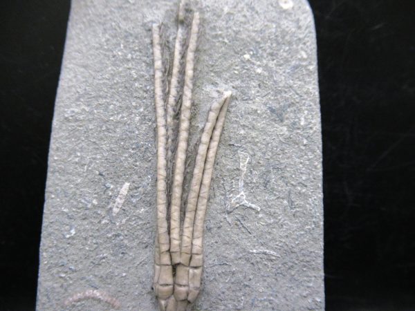 Indiana Mississippian Crawfordsville Crinoid 183a | Fossils for Sale General Mississippian Age Crawfordsville Crinoid Fossils For Sale From Indiana #183a