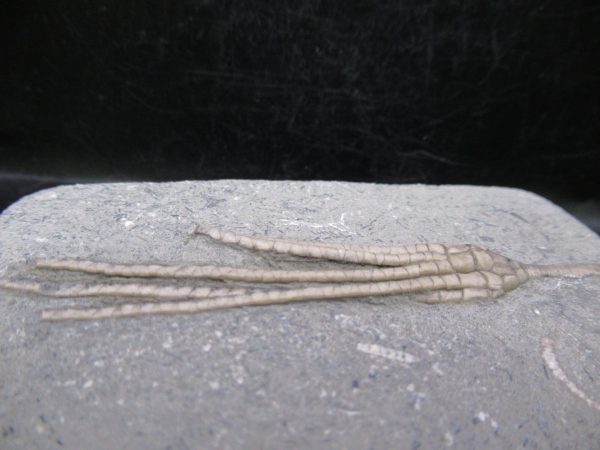 Indiana Mississippian Crawfordsville Crinoid 183b | Fossils for Sale General Mississippian Age Crawfordsville Crinoid Fossils For Sale From Indiana #183b