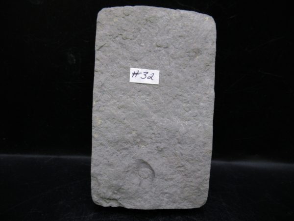 Indiana Mississippian Crawfordsville Crinoid 183c | Fossils for Sale General Mississippian Age Crawfordsville Crinoid Fossils For Sale From Indiana #183c