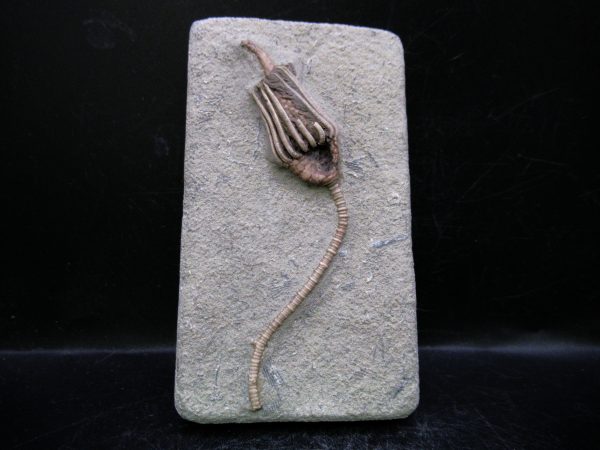 Indiana Mississippian Crawfordsville Crinoid 184 | Fossils for Sale General Mississippian Age Crawfordsville Crinoid Fossils For Sale From Indiana #184