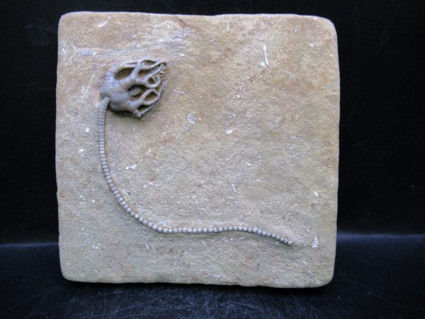 Indiana Mississippian Crawfordsville Crinoid 185 | Fossils for Sale General Mississippian Age Crawfordsville Crinoid Fossils For Sale From Indiana #185