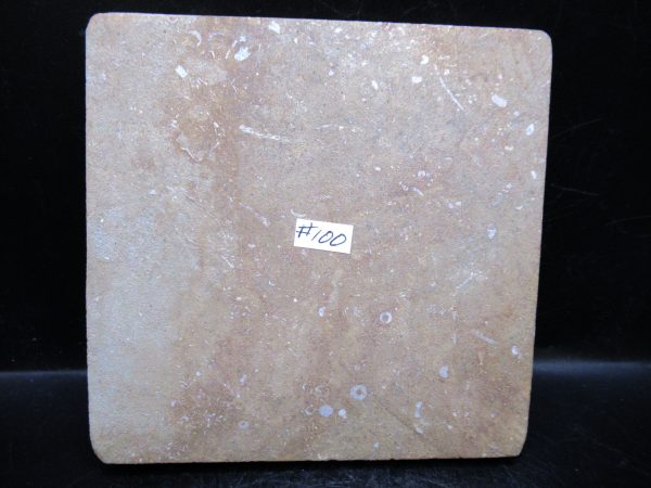 Indiana Mississippian Crawfordsville Crinoid 185c | Fossils for Sale General Mississippian Age Crawfordsville Crinoid Fossils For Sale From Indiana #185c