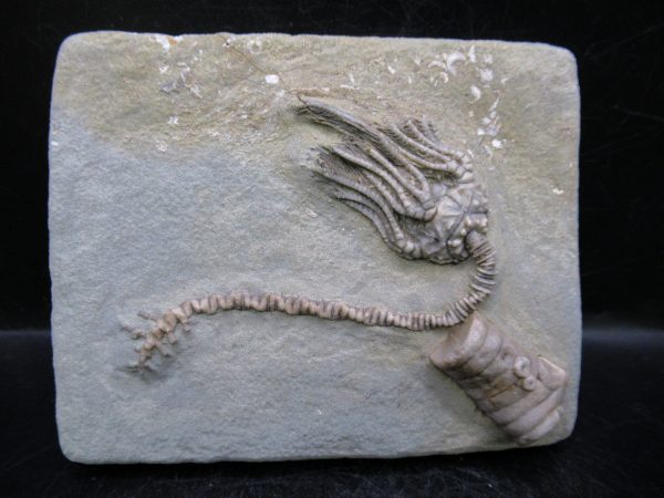 Indiana Mississippian Crawfordsville Crinoid 186 | Fossils for Sale General Mississippian Age Crawfordsville Crinoid Fossils For Sale From Indiana #186