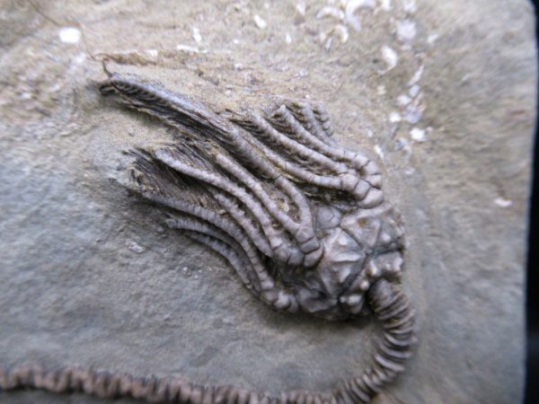 Indiana Mississippian Crawfordsville Crinoid 186a | Fossils for Sale General Mississippian Age Crawfordsville Crinoid Fossils For Sale From Indiana #186a