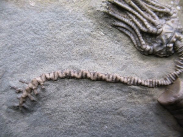 Indiana Mississippian Crawfordsville Crinoid 186b | Fossils for Sale General Mississippian Age Crawfordsville Crinoid Fossils For Sale From Indiana #186b