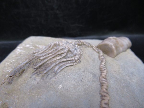 Indiana Mississippian Crawfordsville Crinoid 186c | Fossils for Sale General Mississippian Age Crawfordsville Crinoid Fossils For Sale From Indiana #186c