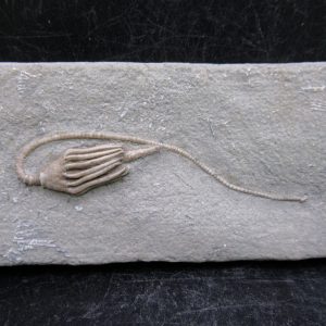 General Mississippian Age Crawfordsville Crinoid Fossils For Sale From Indiana #187