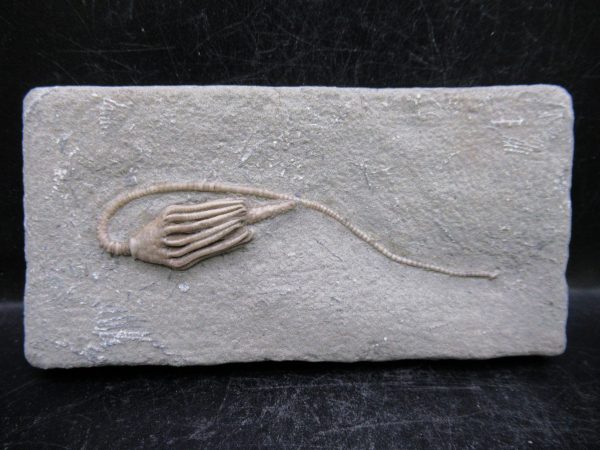Indiana Mississippian Crawfordsville Crinoid 187 | Fossils for Sale General Mississippian Age Crawfordsville Crinoid Fossils For Sale From Indiana #187