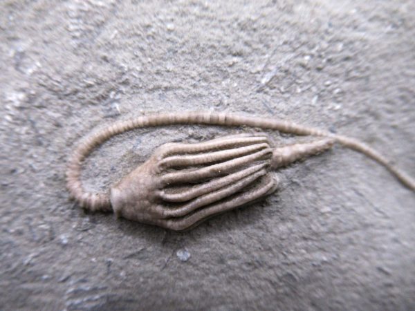 Indiana Mississippian Crawfordsville Crinoid 187a | Fossils for Sale General Mississippian Age Crawfordsville Crinoid Fossils For Sale From Indiana #187a