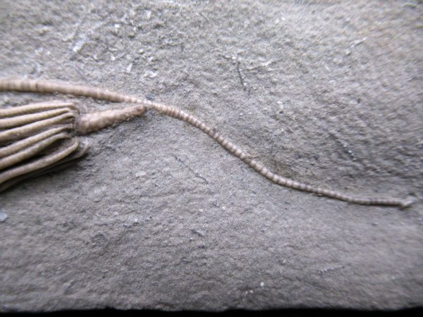 Indiana Mississippian Crawfordsville Crinoid 187b | Fossils for Sale General Mississippian Age Crawfordsville Crinoid Fossils For Sale From Indiana #187b