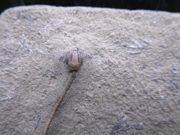 Indiana Mississippian Crawfordsville Crinoid 188a | Fossils for Sale General Mississippian Age Crawfordsville Crinoid Fossils For Sale From Indiana #188a