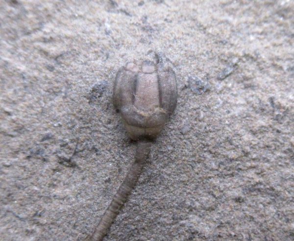 Indiana Mississippian Crawfordsville Crinoid 188b | Fossils for Sale General Mississippian Age Crawfordsville Crinoid Fossils For Sale From Indiana #188b