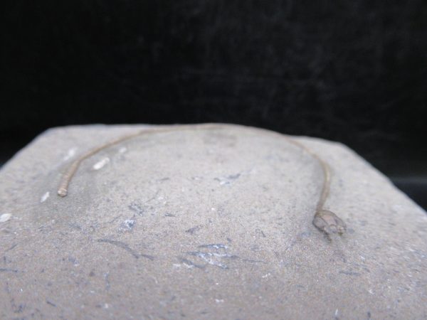 Indiana Mississippian Crawfordsville Crinoid 188c | Fossils for Sale General Mississippian Age Crawfordsville Crinoid Fossils For Sale From Indiana #188c