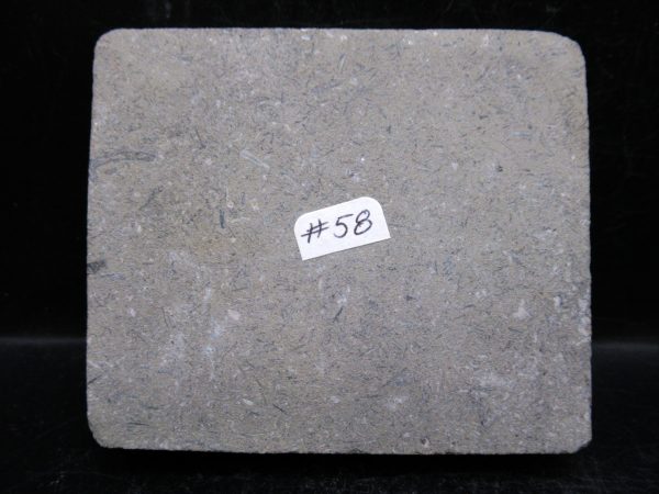 Indiana Mississippian Crawfordsville Crinoid 188d | Fossils for Sale General Mississippian Age Crawfordsville Crinoid Fossils For Sale From Indiana #188d