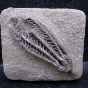 General Mississippian Age Crawfordsville Crinoid Fossils For Sale From Indiana #189