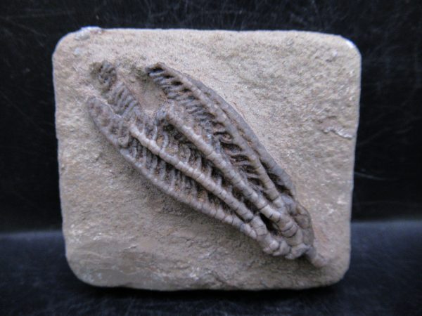 Indiana Mississippian Crawfordsville Crinoid 189 | Fossils for Sale General Mississippian Age Crawfordsville Crinoid Fossils For Sale From Indiana #189