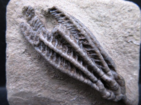 Indiana Mississippian Crawfordsville Crinoid 189a | Fossils for Sale General Mississippian Age Crawfordsville Crinoid Fossils For Sale From Indiana #189a