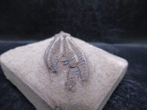Indiana Mississippian Crawfordsville Crinoid 189b | Fossils for Sale General Mississippian Age Crawfordsville Crinoid Fossils For Sale From Indiana #189b