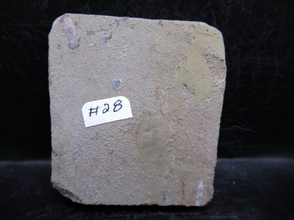 Indiana Mississippian Crawfordsville Crinoid 189c | Fossils for Sale General Mississippian Age Crawfordsville Crinoid Fossils For Sale From Indiana #189c