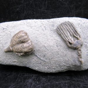 General Mississippian Age Crawfordsville Crinoid Fossils For Sale From Indiana #190