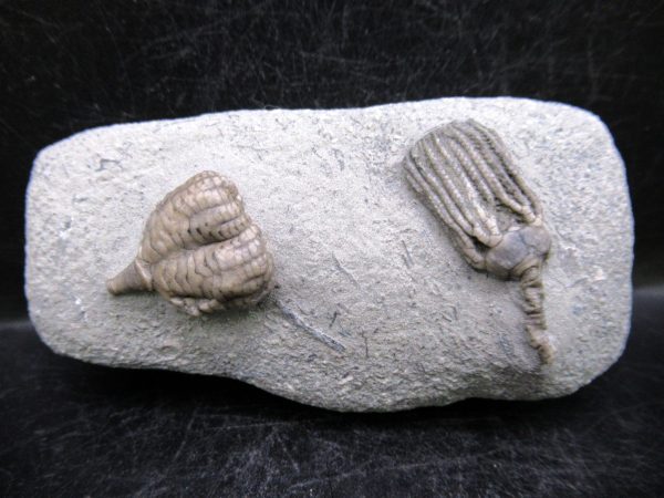 Indiana Mississippian Crawfordsville Crinoid 190 | Fossils for Sale General Mississippian Age Crawfordsville Crinoid Fossils For Sale From Indiana #190