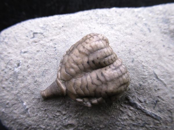Indiana Mississippian Crawfordsville Crinoid 190a | Fossils for Sale General Mississippian Age Crawfordsville Crinoid Fossils For Sale From Indiana #190a