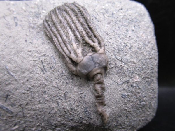Indiana Mississippian Crawfordsville Crinoid 190b | Fossils for Sale General Mississippian Age Crawfordsville Crinoid Fossils For Sale From Indiana #190b