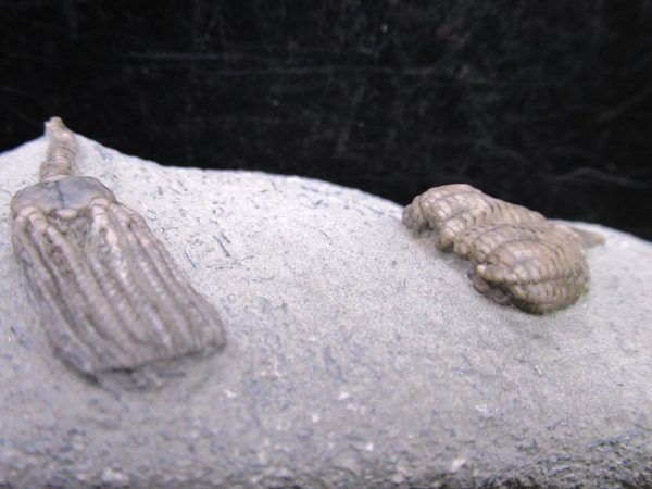 Indiana Mississippian Crawfordsville Crinoid 190c | Fossils for Sale General Mississippian Age Crawfordsville Crinoid Fossils For Sale From Indiana #190c