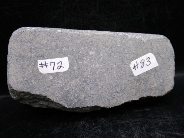 Indiana Mississippian Crawfordsville Crinoid 190d | Fossils for Sale General Mississippian Age Crawfordsville Crinoid Fossils For Sale From Indiana #190d