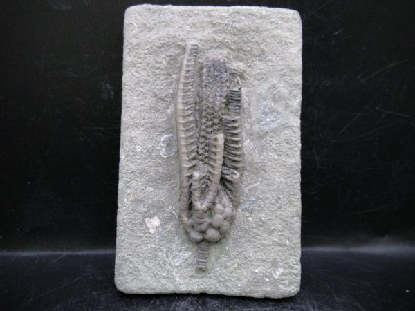 Indiana Mississippian Crawfordsville Crinoid 191 | Fossils for Sale General Mississippian Age Crawfordsville Crinoid Fossils For Sale From Indiana #191