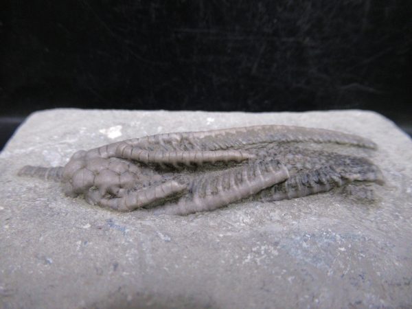 Indiana Mississippian Crawfordsville Crinoid 191b | Fossils for Sale General Mississippian Age Crawfordsville Crinoid Fossils For Sale From Indiana #191b