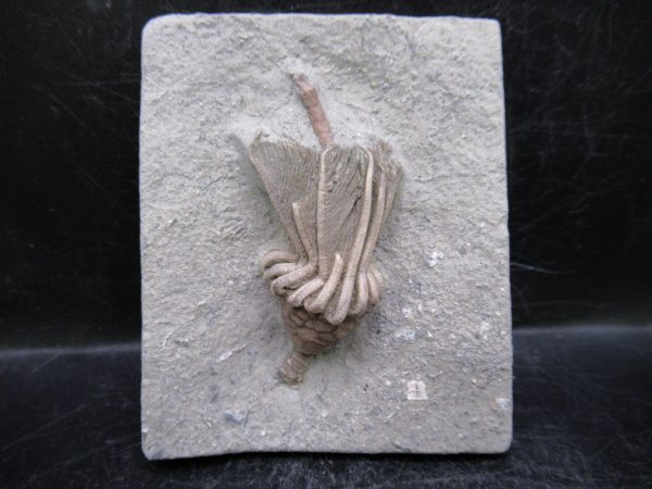 Indiana Mississippian Crawfordsville Crinoid 192 | Fossils for Sale General Mississippian Age Crawfordsville Crinoid Fossils For Sale From Indiana #192